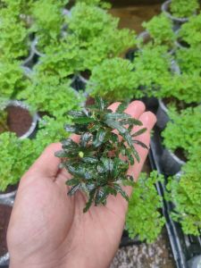 Buce media wabikusa aquascape
