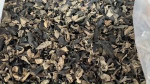 เห็ดหูหนูดําจีน ธรรมชาติ ขนาด100 กรัม สามารถนําไปปรุงอาหารได้ สะอาด อร่อยแน่นอนค่ะ