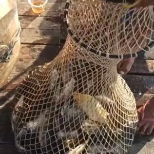 Umpan Ikan Mas Rame Siap Pakai 60gram - Umpan Putih Lunglep Harian Lomba Kilo Gebrus