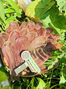 Khô Rắn Đồng Thiên nhiên Đặc Sản KHOMITA 1kg 4Nắng khô sạch thấy là thèm. Đóng hút chân không đi được cả nước Ngoài