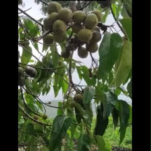 Bibit Tanaman Pohon Kemiri Sayur TERMURAH