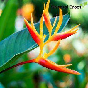 birds of paradise 3 pcs bulb garden plant pantanim