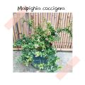 (GG REAL PLANT) malpighia coccigera ^ dwarf holly singapore holly barbados miniature Pokok hidup bonsai tumbuhan herbs. 