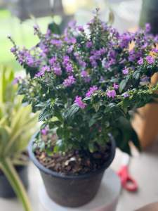 หลิวไตหวันดอกสีม่วง กระถาง5-6นิ้ว 💐💞#ต้นหลิวดัดไต้หวัน 🌸🌺 ไม้ดอกตลอดปี เลี้ยงง่ายตายยาก วางตรงไหนก็รอด ไม้มงคล ภาษาจีน แปลว่า “เทพธิดา” ต้น ไม้คลุมดิน ลำต้นแตกกิ่งเป็นพุ่ม กิ่งย่อยจะแตกออกจากกิ่งหลักสองข้างและ แผ่ออกตรงข้ามกัน ดอก สีม่วงอมชมพ