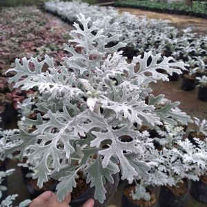 Tanaman Hias Hidup Silver Dust Putri Salju Silverdust Dusty Miller