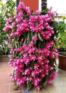 Lá giống hoa đại nhật quỳnh (7màu)