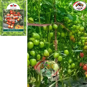 Benih Bibit Tomat GUSTAVI F1 150 BUTIR dan 1750 BUTIR Cap Panah Merah