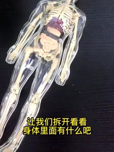 Model Anatomi Badan Manusia 3D Pendidikan Sains Boleh Tanggal Dengan Organ Dan Rangka Lengkap Biological Human Body Structure Skeleton Model Organ Anatomy 3D Medical Detachable Assembly物人体结构骨骼架模型器官脏解剖3D医学可拆卸拼装 A140