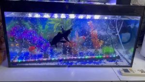 Đèn led bể cá ĐÈN CHÌM ĐỔI MÀU tự động có thanh sủi LOẠI LỚN có vòi cắm oxi hiệu ứng đổi màu đẹp cho hồ cá cảnh