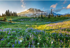 Landscape Jigsaw Puzzles 500/1000/1200/2000PCS for Adults Challenging Difficult Puzzles Birthday Gift Game Toys Wild Flowers