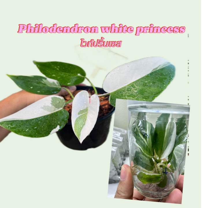☘️Philodendron white princess☘️ไวท์ปริ้น☘️ไม้เนื้อเยื่อพร้อมอนุบาล ...