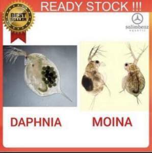 (BUY5FREE1) Kutu Air Hidup Gergasi DM Daphnia Magna