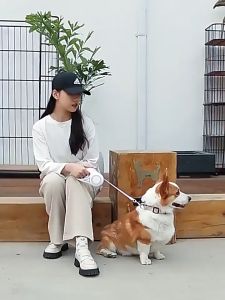 [Rẻ vô địch] Dây Dắt Chó Mèo - Dây Dắt Thú Cưng Tự Động Rút Lại Được Có Đèn Led