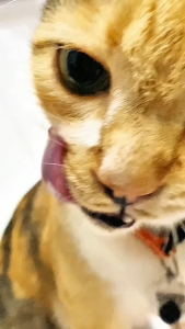 MAG Pet Food Ultra-Concentrated Fish Oil for Dog / Cat 0.5g x 100 Capsules x 1 btl