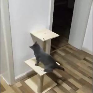 Cat Scratch Tree Cat Tree Cat Tower Cat Climbing Cat Tree Tower Cat Condo Cat Tree Climbing Cat Tower Scratching Pole Vertical Wear-Resistant Non-Chip Sisal Solid Wood Multi-Layer Space Capsule Wear-Resistant Small Apartment Big Cat