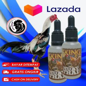 ADUAN AYAM MENJADI GANAS FULL POWER DENGAN DOPING TETES KING MUAY THAI