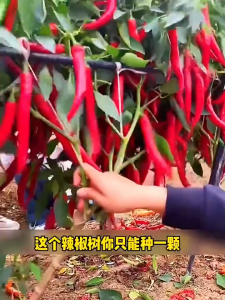 500seeds High Yield Red Long Chili Seeds Super Hot Pepper Seeds for Planting Vegetables Seeds -A697