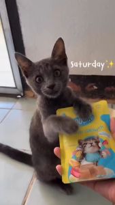 All Stages Adult Kitten 70g Moochie Wet Cat Food Pouch Mince Pate Mousse Unique Benefits