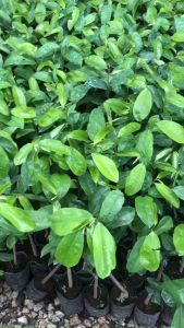 CÂY GIỐNG MÃNG CẦU XIÊM THÁI hay còn gọi MÃNG CẦU GAI (CÂY GHÉP BO)