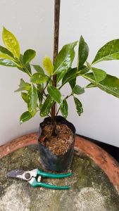 ต้นพุดน้ำบุษย์ ส่งพร้อมถุงเพาะชำ พุดน้ำบุศย์ ต้นพุด