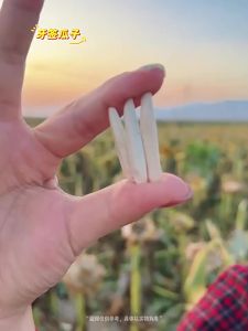 ZUIYUGE | Five-spice Toothpick-shaped Sunflower Seeds Snack