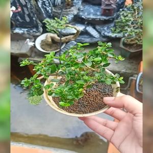 Cây Sam Hương giống trang trí tiểu cành cực đẹp