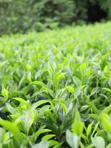 PIAOXIANGYUN | Special Premium Aroma Anxi Oolong Tea 500g