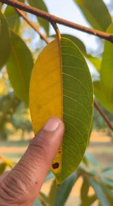 โซตัส โฟแมกซ์ แมกนีเซียม 300 ขนาด 1 ลิตร เร่งการเพลสลาด ช่วยใบเขียวเข้มสมบูรณ์ ผลไม้สุกสม่ำเสมอ ใบอ่อนพัฒนาเป็นใบแก่เร็วขึ้น ละลายน้ำดี