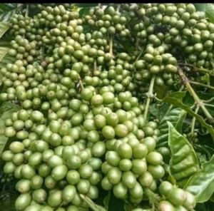 Entres Kopi Klon Bagio  30 ranting Tunas Raja
