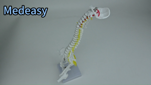 45CM medical vertical spine with pelvis and femurmedical spine model