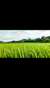 Rido Bul – Giải pháp hỗ trợ kiểm soát nấm bệnh và phát triển xanh tốt cho cây trồng