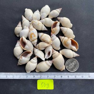 เปลือกหอยสังข์สีเขียว 50g QING DU ZHI WEN สำหรับตกแต่งสวน 2-3cm