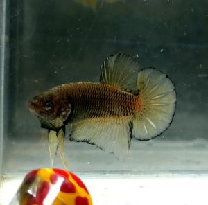 Halfmoon Plakat HMPK Betta Fish / Ikan Laga/ 斗鱼 (Not random fish）10