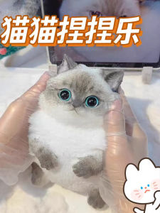 Đồ Chơi Mèo Mô Phỏng Mềm Mại Dễ Thương Giải Trí Đồ Chơi Bơm Hơi Điện Tử Phát Sáng Đồ Chơi Giải Trí Cho Trẻ Em Từ 6 Tuổi Trở Lên