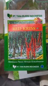 BENIH CABAI KERITING RED KISS F1 TANI MURNI INDONESIA // CABE REDKISS