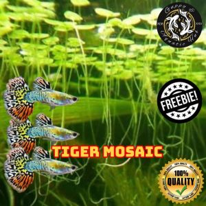 Guppy Plants aquarium decoration for Tiger Mosaic (1M+1F)(1M+2F)- 100% Quality - Freebie