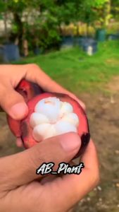 Bibit Manggis Jumbo Tanpa Biji Cepat Berbuah Manis