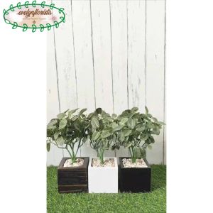 Tanaman Hias Artificial Daun Fittonia Hijau Tua Plastik Variasi Warna Pot Kayu Hiasan Meja Ruang Tamu