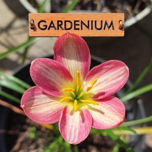 Umbi Bunga Rain Lily Trixie Ladybug - Rainlily Zephyranthes Hybrid