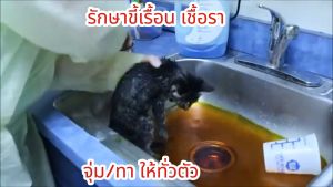 แค่ผสมน้ำแล้วจุ่ม/แช่ทั้งตัว หยุดเกา หยุดกลิ่น ขนหยุดร่วง ใช้ง่ายสะดวกหายไว ขนาด 60ml.