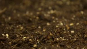 Bat Guano Organic Fertilizer (Concentrated) – Natural Soil Booster & Plant Growth Enhancer – Green Soil