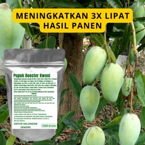 Pupuk Booster Kweni Pelebat Organik Cepat Berbuah Lebat Besar Anti Rontok Pembesar Kweni