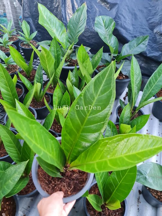 ต้นเงินหนาใบยาว☘🌱🌈🌈สวยๆคะ | Lazada.co.th