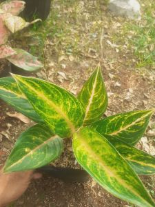 Aglonema Panama Golden Remaja