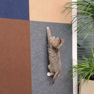 Self-Adhesive Cat Scratching Mat Trimmable Sofa Protector with Removable Carpet Anti-Scratch Board