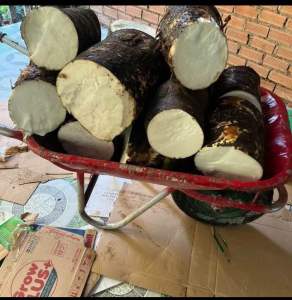 Củ bạc hà núi khủng hàng tuyển 3kg