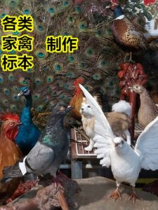 Rooster Peacock Chicken Model Remote Control Mountain Chicken Specimen Dove Animal Real Body Feather Porcelain Quail Ornament