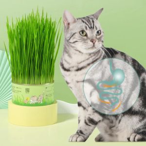 Canned Soilless Cat Grass Kit Organic Cat Grass Seeds Plant Set Cat Green Snack Treats Nature Wheat Plant Soilless Cat Treats Prevent Hairballs and Aid Digestion