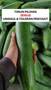 Benih Timun Lalap Hijau JENIUS 80 Biji Cap Bunga Matahari Unggul Lebat
