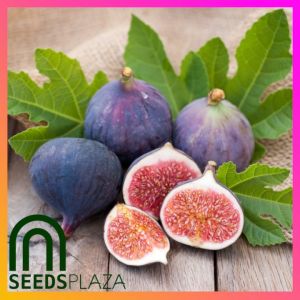 SeedsPLAZA™ - Bonsai Fig Igos (10 Seeds) for Planting Vegetable Plants + Instructions for Dwarf Figs F1 Plant Igera Seed